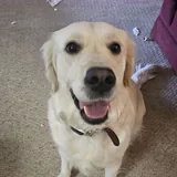 The original photo: Sugar sitting on the carpet